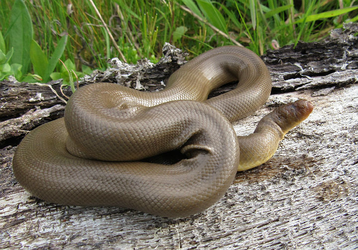 Rubber Boa